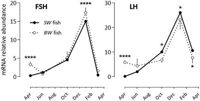 Pituitary Hormones mRNA Abundance in the Mediterranean Sea Bass Dicentrarchus labrax: Seasonal Rhythms, Effects of Melatonin and Water Salinity